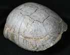 Nice Fossil Tortoise (Stylemys) - South Dakota #31517-5